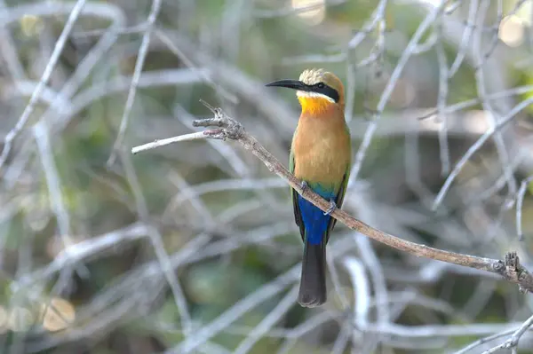 Vahşi doğada bir kuş