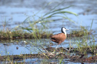 black - winged t - t - t - ( himanhihihihimanhihimantopus himantopus )