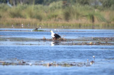 white pelican in the delta of the danube delta
