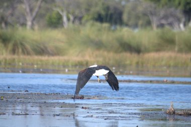 great cormorant ( carmorcorax carbo ) flying over water