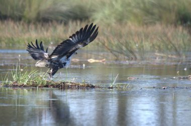 Kanatlarında karabatak