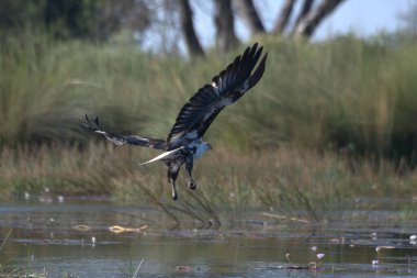 Büyük ak balıkçıl uçan