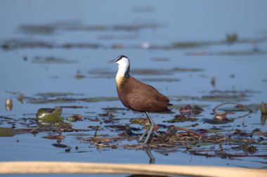 Sabah göl manzarası çok güzel.