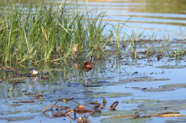 swamp with duckweed in spring
