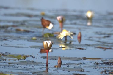 Şehirdeki nehrin güzel manzarası