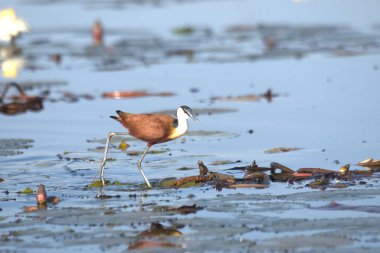Sabah gölde bir kuş