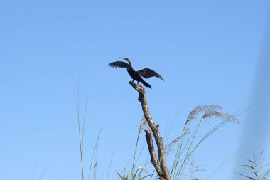 Ağaçta siyah bir leylek
