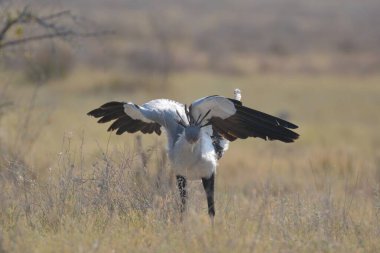 black - tailed eagle ( haliaeetus leucocephalus ) in the kruger national park, south africa, south africa.