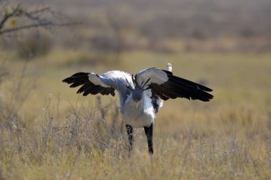 white crane bird in flight