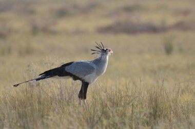 black crowned crane ( grus ballorica lorum ) in the natural habitat in the swirled wildlife, south africa,