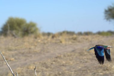 blue crane ( grus grus ) in the lagoon, botswana.