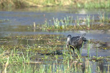 the heron is a heron of the black heron, arched its wings.