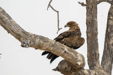 Kartal kuşu vahşi doğada