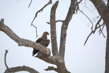 a closeup of an african eagle perched on a tree