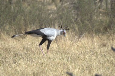 white crane in the african savannah