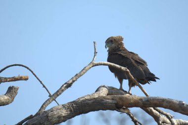 african eagle - eagle, national park, uganda, africa
