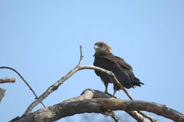 a closeup shot of a black - tailed eagle in the forest
