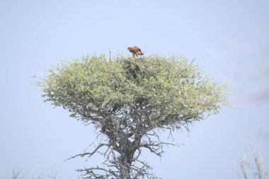 a closeup shot of a bird on tree in the middle of the savannah