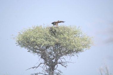 the great white - eagle - paretus parus ( parus parbo ) in the tree