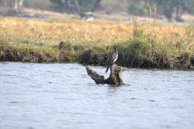 Büyük gri balıkçıl (ardea herodias )