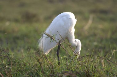 Çimlerde beyaz pelikan