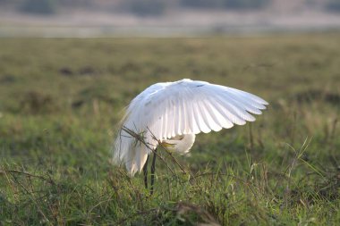 white heron in the wild