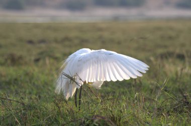 Çimlerde beyaz balıkçıl