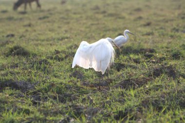 Beyaz kuğu çimlerin üzerinde