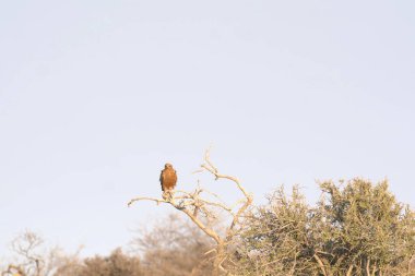 red - backed jackbird in the national reserve