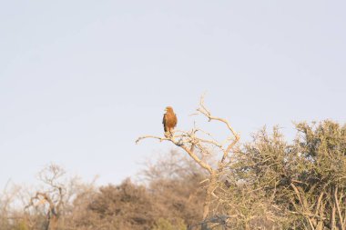 beautiful red eagle bird sitting in the tree.