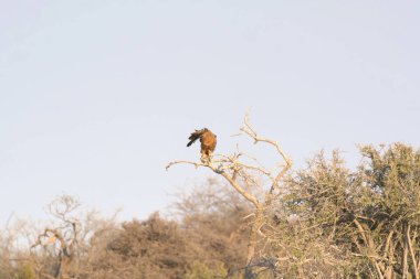 african eagle in the wild, africa