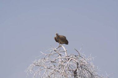Ormandaki bir ağacın dalında bir kuş oturuyor.