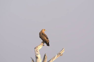 red - backed gull ( vetus cristatus ) perched on a tree in south africa.