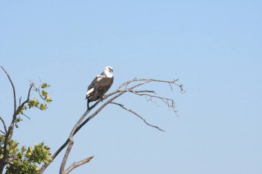 white - tailed hawk ( haliaeetus albicilla )