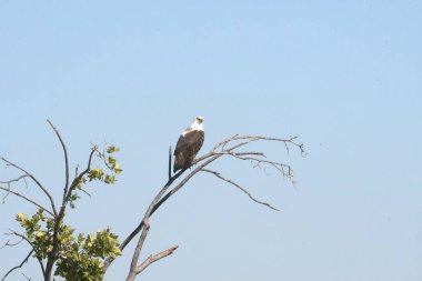 Doğadaki güzel kuşun manzarası