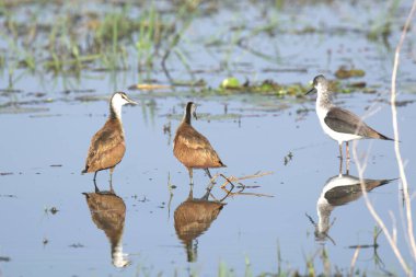 bird in water with reflection