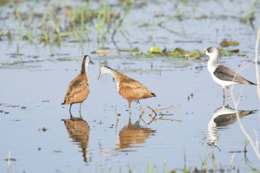 sandhill sandsand( sandsandcanadensis ) in the florida habitat