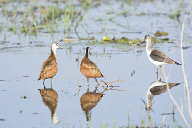 the white - tailed godwit bird
