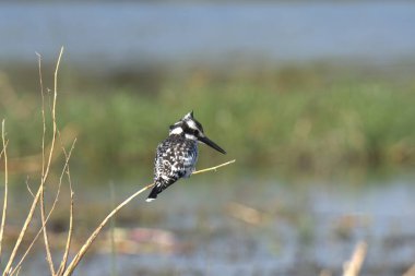black - headed kingfisher in the river