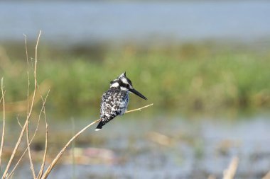 black - winged t ( hihix himantopus hitopus ) in natural habitat