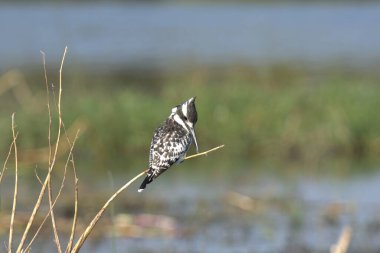 beautiful bird in natural background