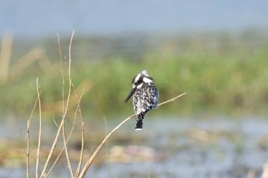 Büyük Kingfisher (alcedo at this ).