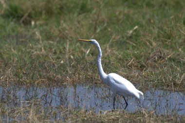 a great egret ( ardea alba ) in the swamp