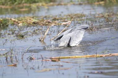 Japonya 'da gri balıkçıl (ardea cinerea)