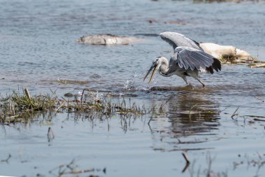 great white pelican ( pelecanus onocrotalus ) in flight. the white pelican in the lake.