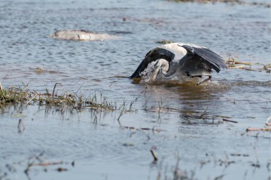 great grey heron ardea cinerea, wading fish, wildlife