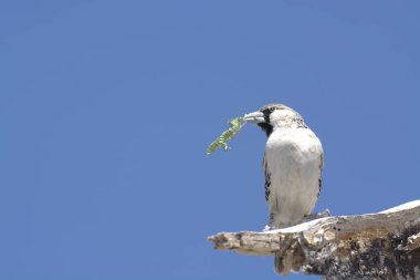 Vahşi doğada bir kuş
