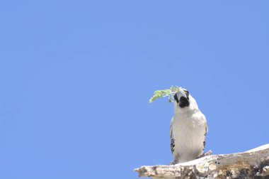 black - crowned - night heron ( ticax orticticax ticensis ) sitting on a tree branch