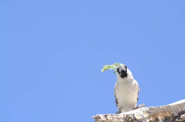 a cute bird sitting on the top of a tree