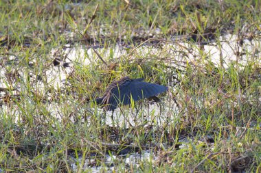 black - headed bird in the forest